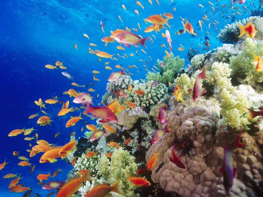 coral-reef--southern-red-sea--near-safaga--egypt